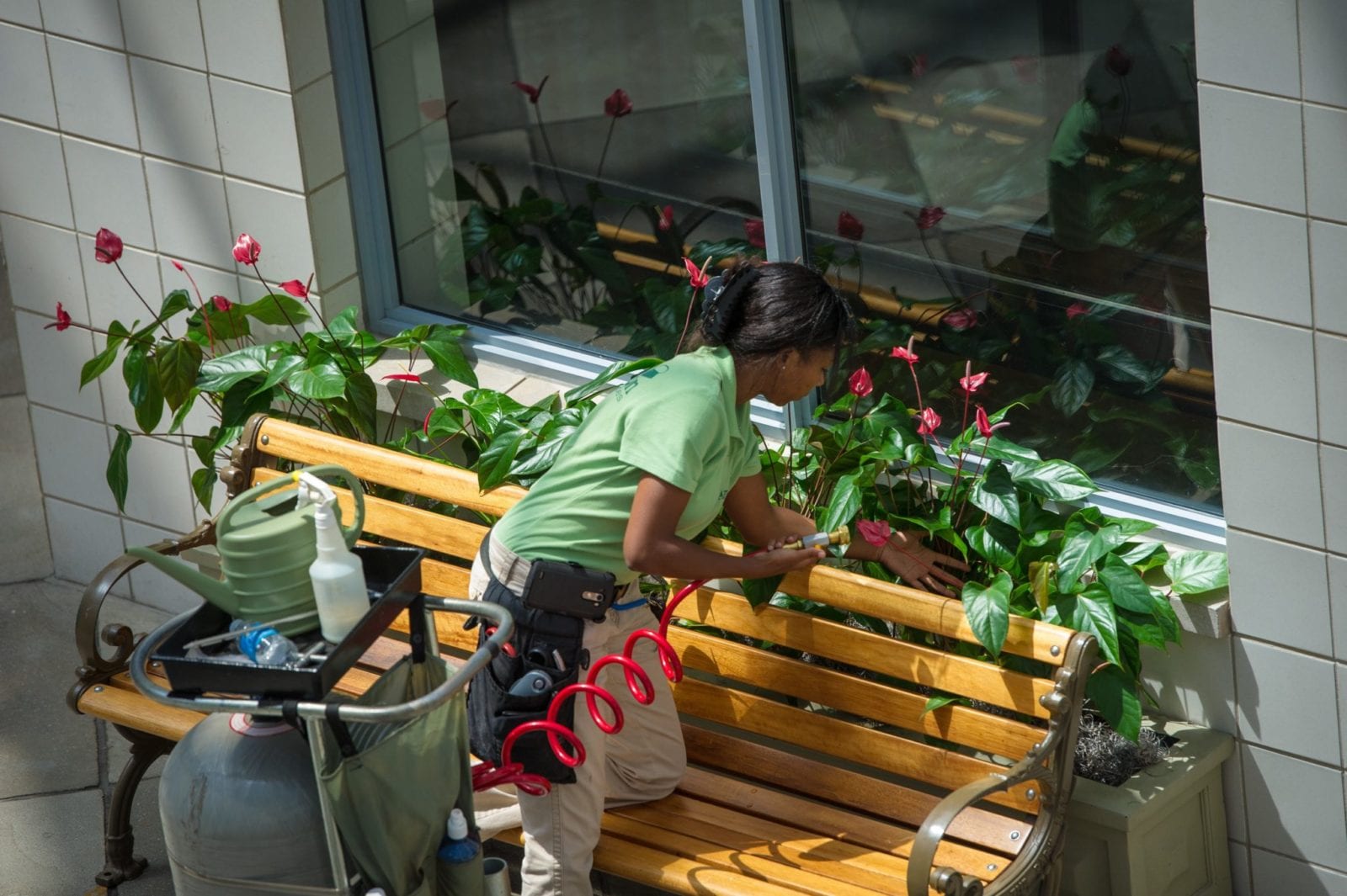 What Determines Flower Color And Fragrance Leafscape