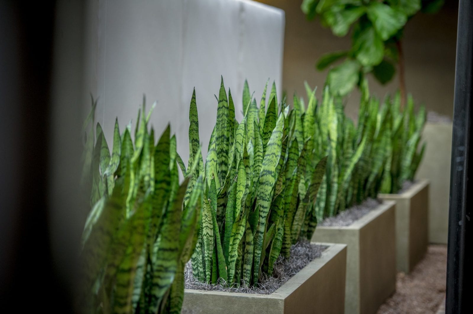 AllergyFree Indoor Plants Leafscape