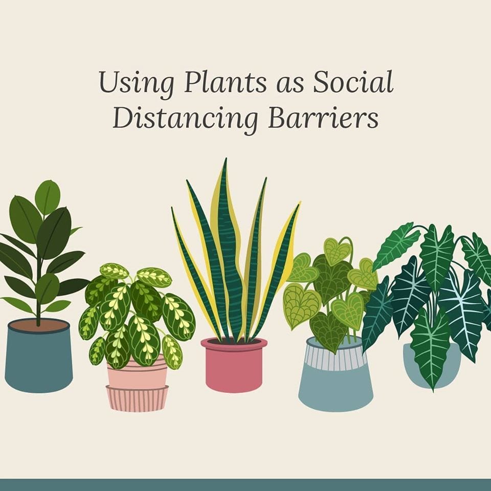 using plants as social distancing barriers
