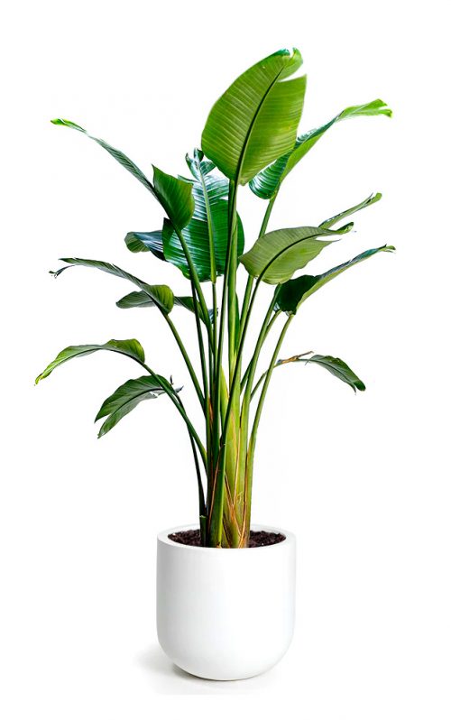 Plant on white